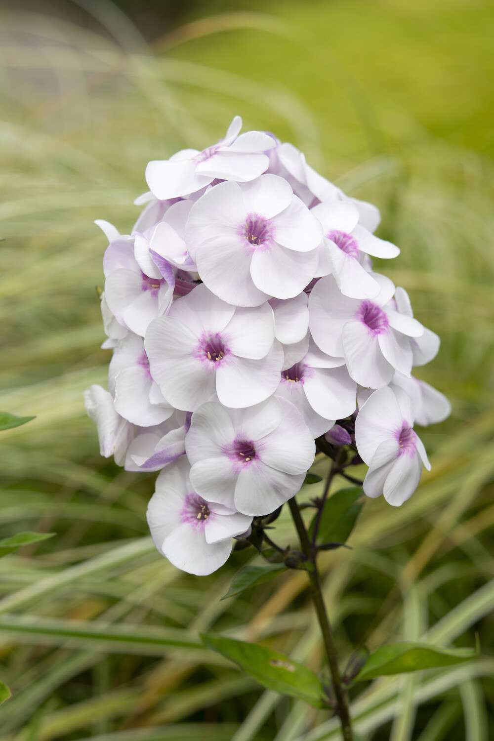 Høstfloks 'Ice cream'